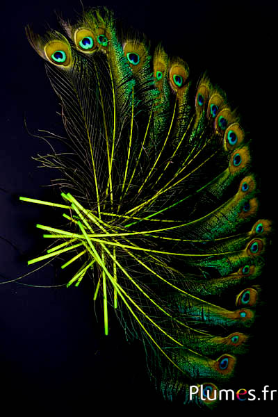 Paon bleu oeil-sabre - 25-35 cm - lime